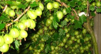 Pelbagai jenis gooseberry