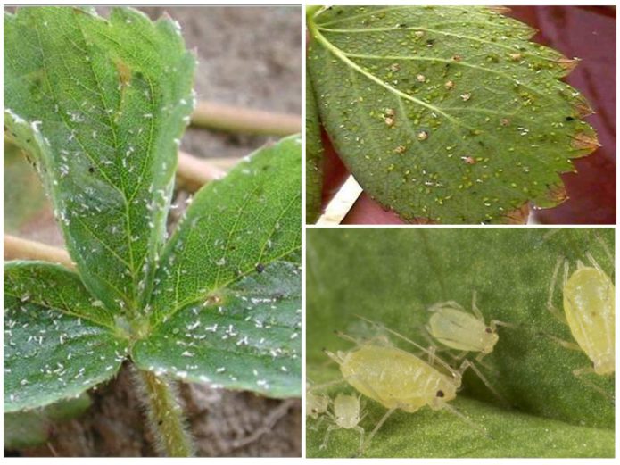 Aphid pada strawberi