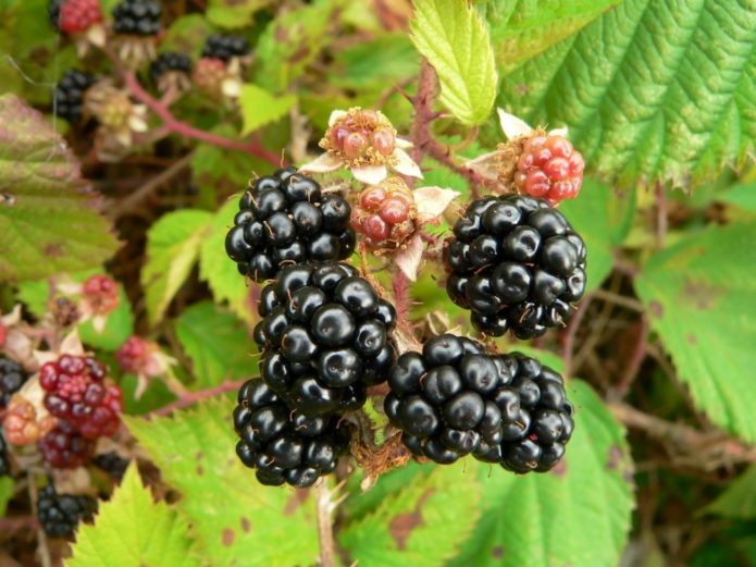 Blackberry Darrow