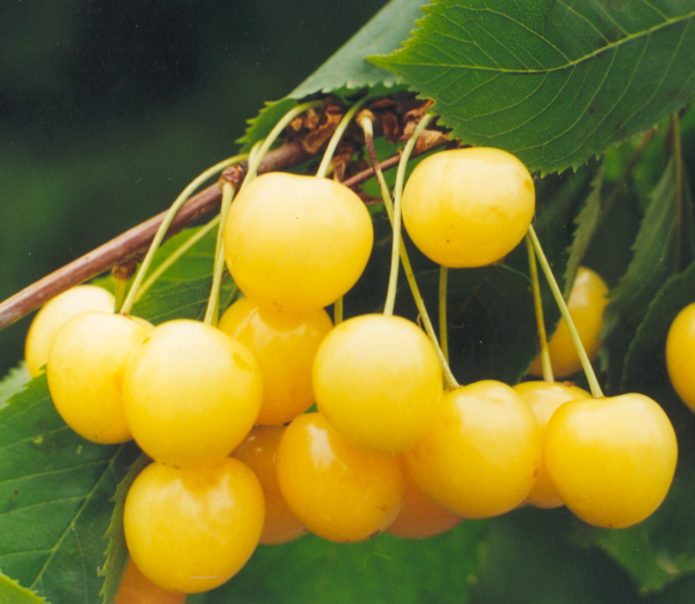 Pelbagai ceri Leningradskaya kuning