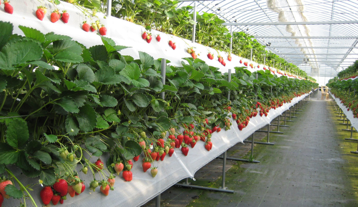 strawberi di rumah hijau