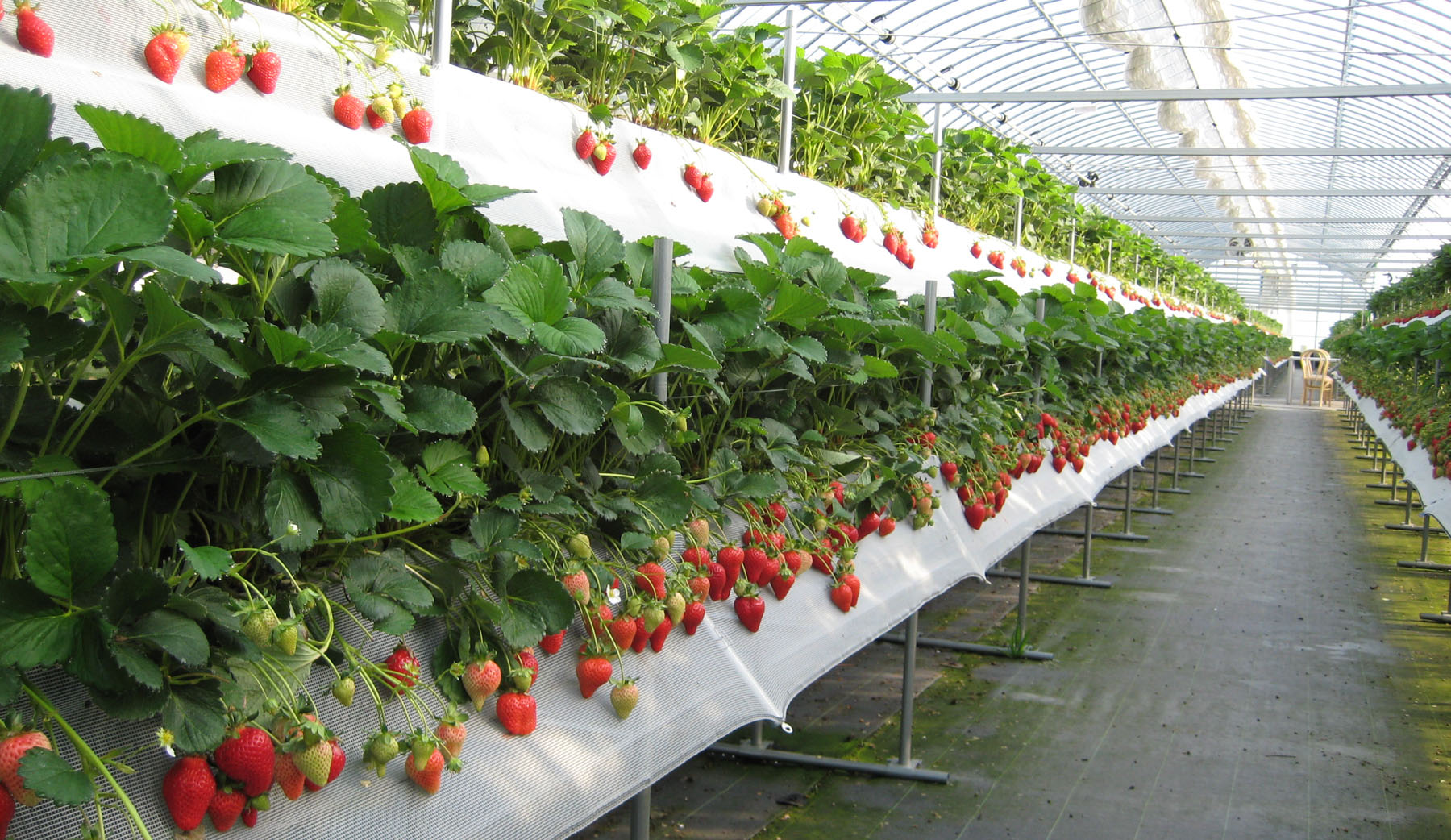 Cara menanam strawberi di rumah hijau: pelbagai pilihan, tumbuh di periuk dan di rak, tempat tidur strawberi hangat