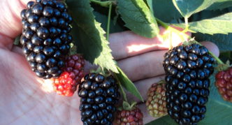 Blackberry Natchez