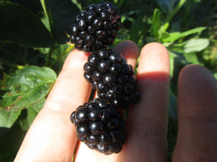 Aliran Blackberry