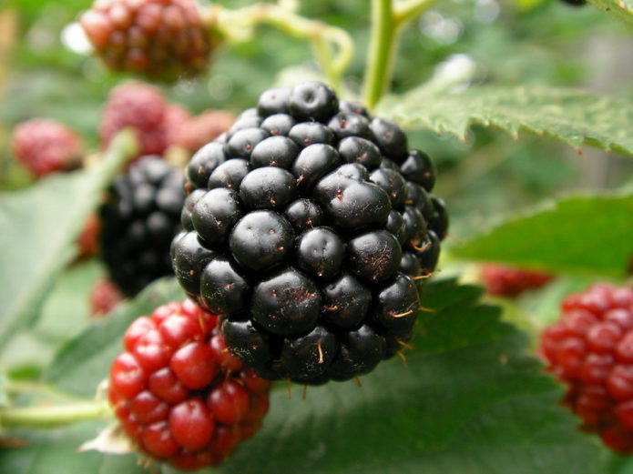 Blackberry Nakhodka