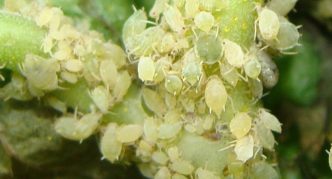 Aphid buckthorn laut hijau