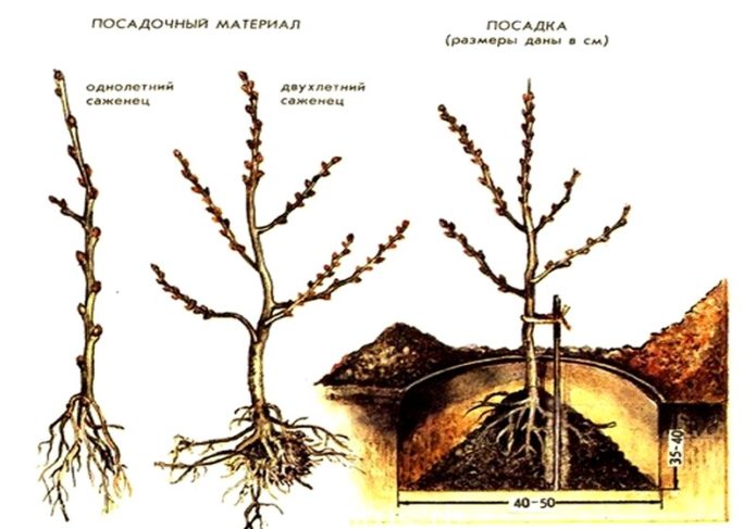 Skim penanaman buckthorn laut