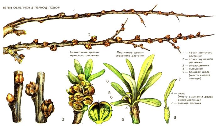 Rajah struktur tunas buckthorn laut