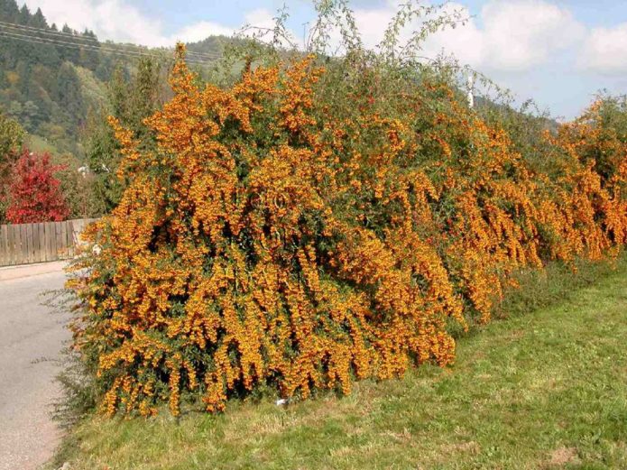 Menanam buckthorn laut dalam barisan