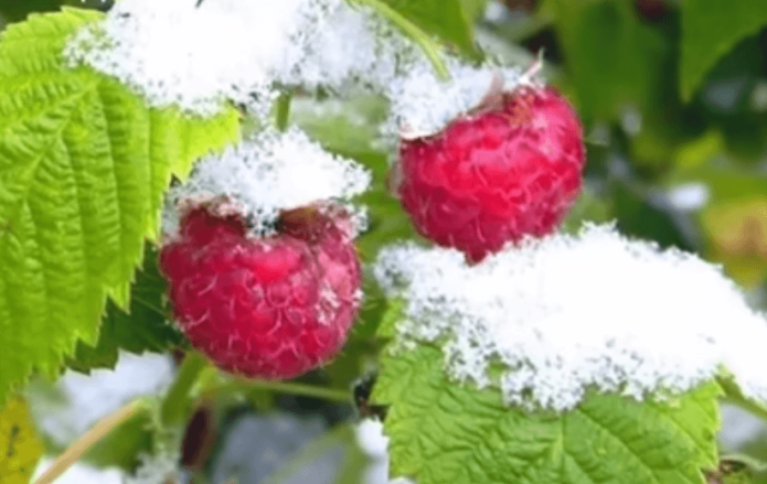 Raspberi di salji