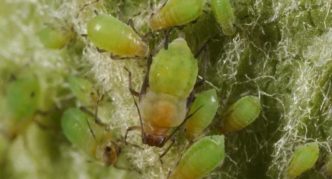 Aphid epal hijau