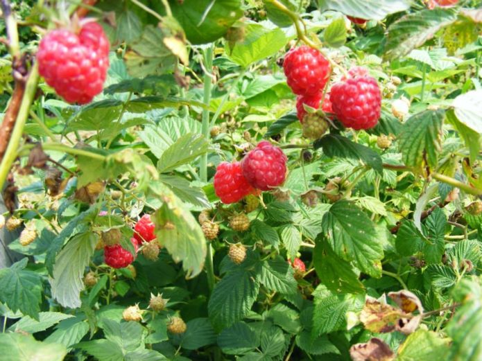 Belukar raspberry