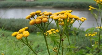 Tansy