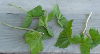 Batang currant hijau