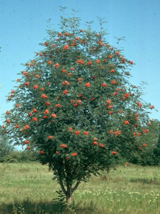 Rowan merah