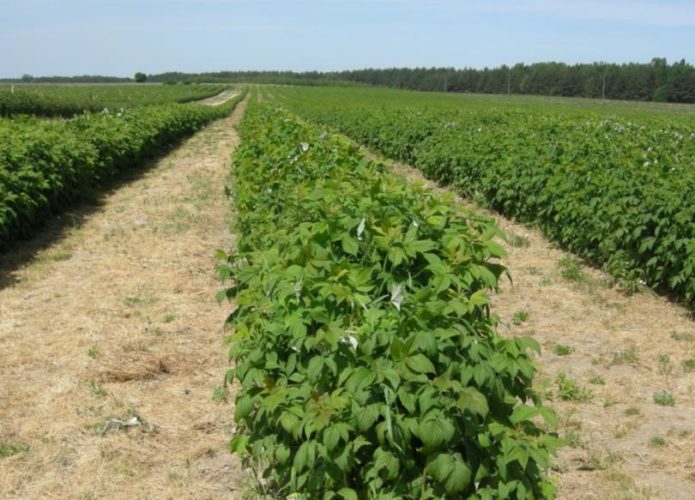 Ladang raspberry