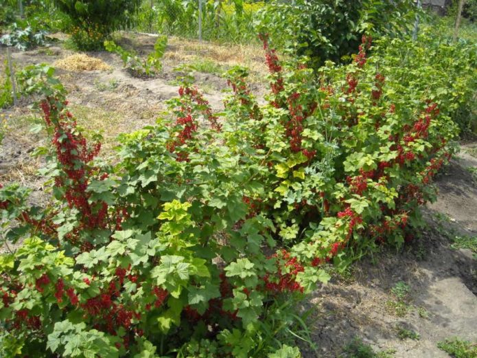 Belukar currant merah