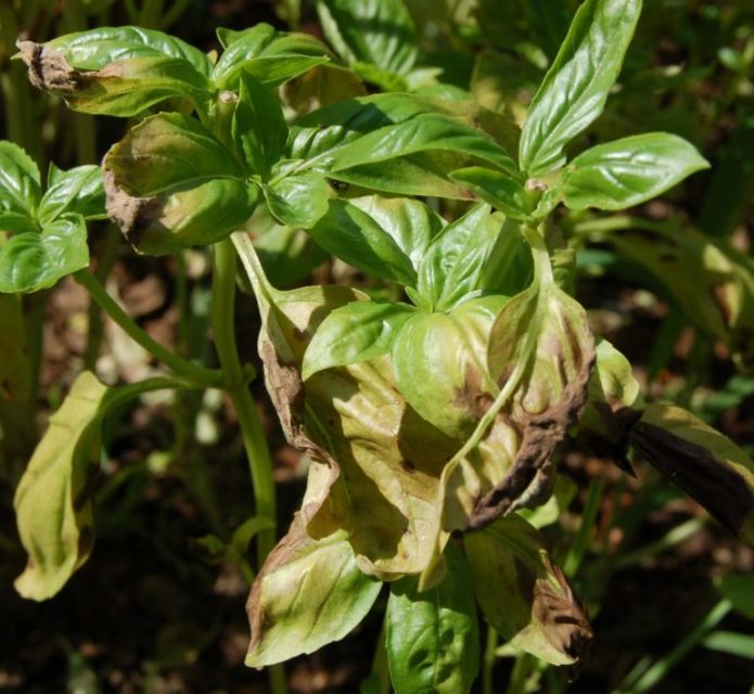 Selasih terjejas oleh fusarium