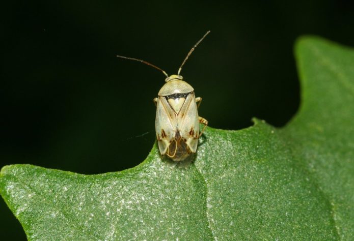 Bug padang rumput