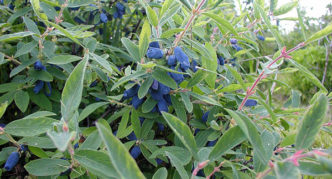 Belukar honeysuckle berbuah