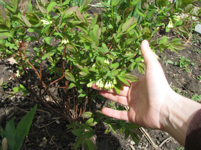 Semak honeysuckle berusia 3 tahun