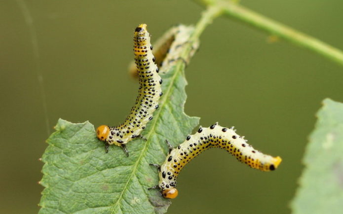 Honeysuckle dalam bahaya