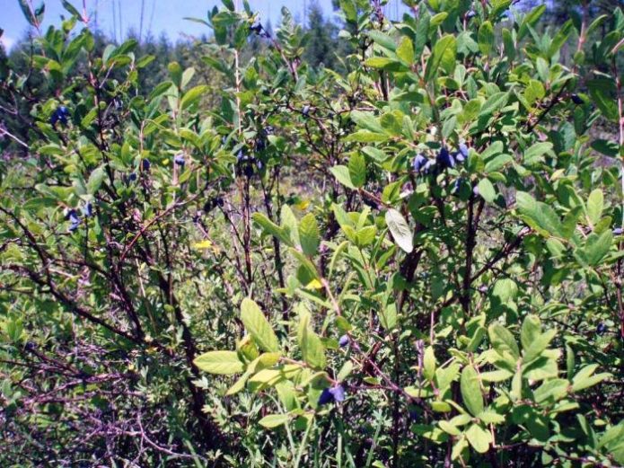 Hutan belukar hutan