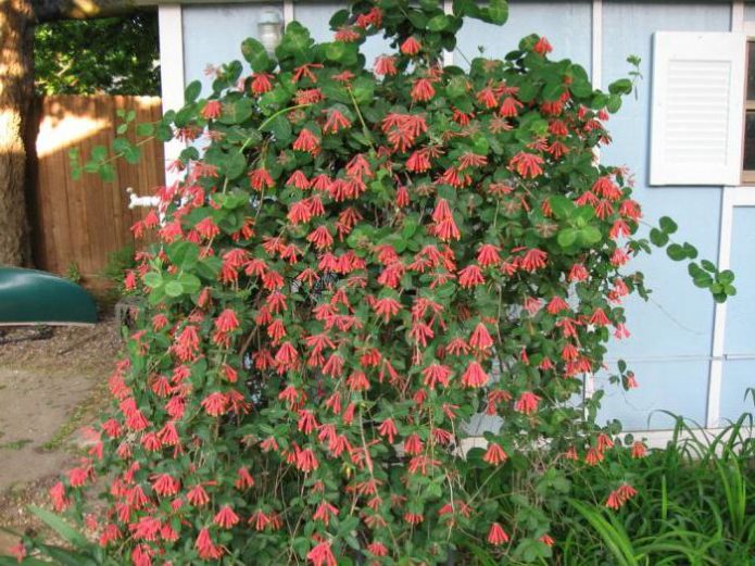 Honeysuckle seperti Liana