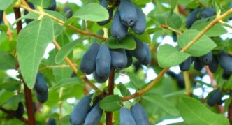 Kenaikan tahunan honeysuckle