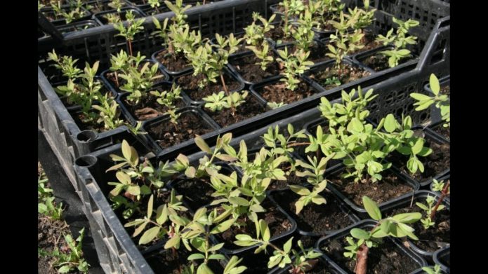 Anak pokok Honeysuckle dari keratan