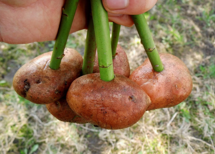 Keratan dalam kentang