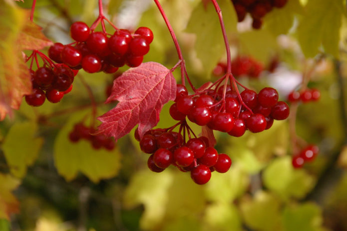 Beri Viburnum