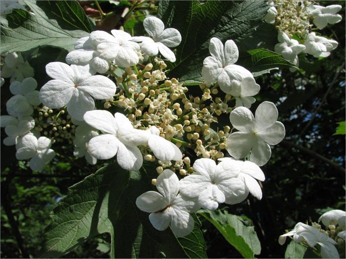 Viburnum yang mekar