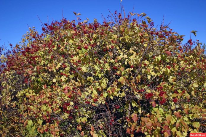 Viburnum semak yang menebal dengan kuat