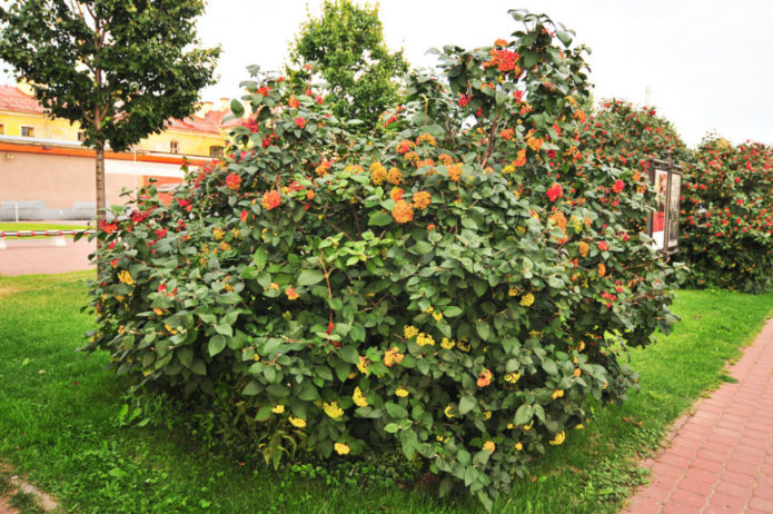 Viburnum yang meluas