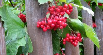 Viburnum di pagar