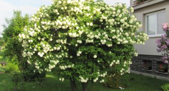 Bunga mekar viburnum Boule de Neige