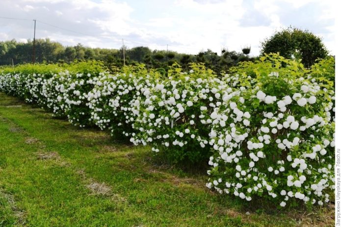 Lindung nilai Viburnum