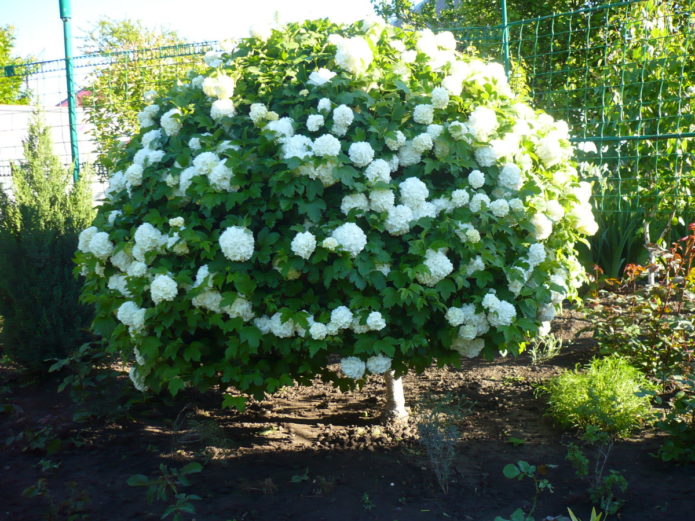 Contoh pokok standard viburnum