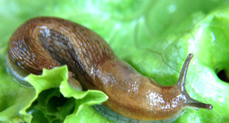 Slug pada kubis