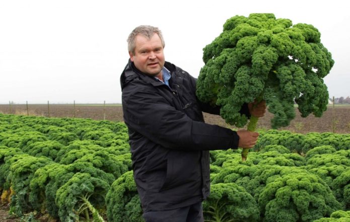 Penuaian Kale