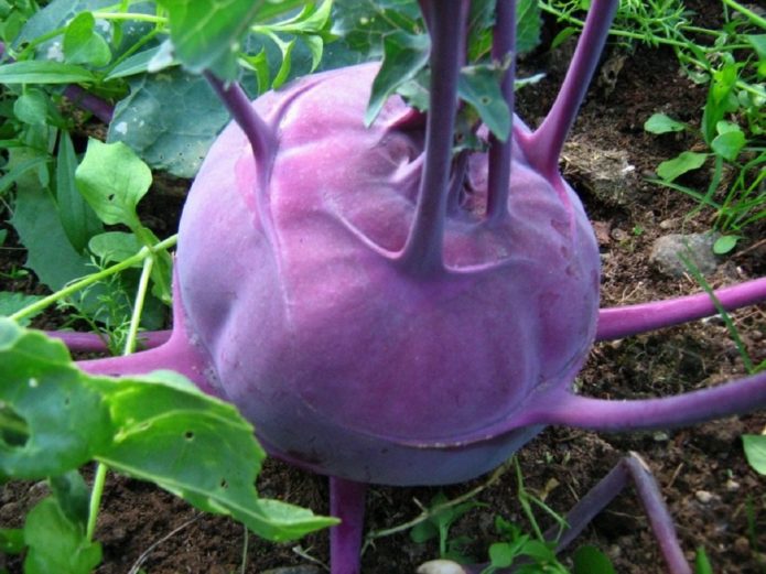 Ungu Kohlrabi