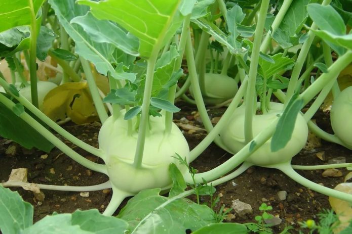 Kohlrabi di kebun