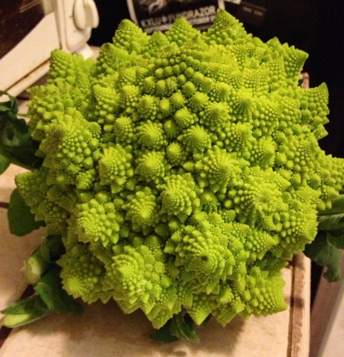 Kubis Romanesco