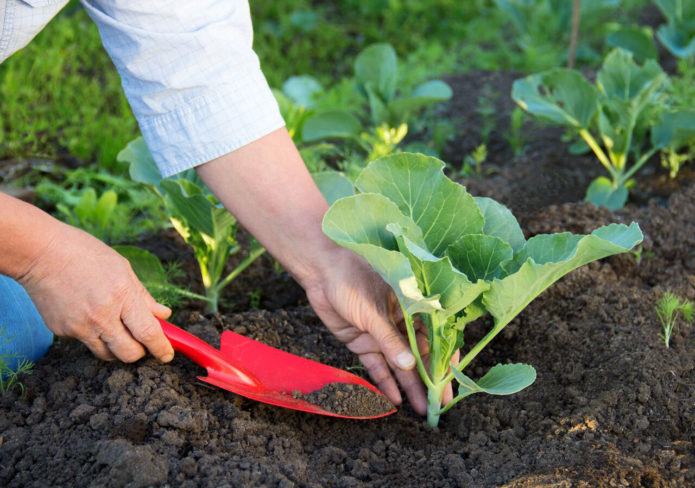 Kubis di ladang terbuka