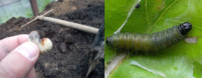 Perosak anggur - larva kumbang dan cacing daun