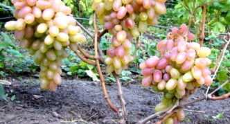 Anggur Timur berwarna merah jambu