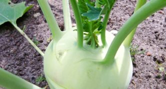 Kohlrabi Vienna putih