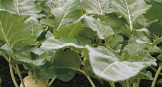 Korist Kohlrabi