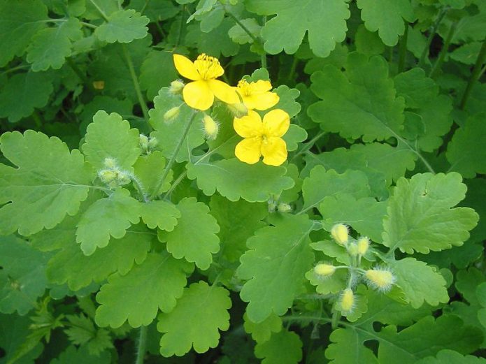 Celandine